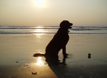 This photo of a Retriever waiting to go "catch the next one" epitomizes so much that is great about having a dog in one's life.  Taken by photographer Blair Humphries of Arlington, Virginia.